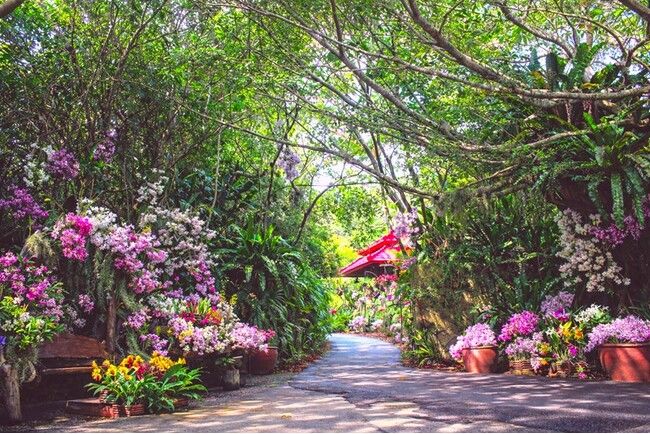 ビオスの丘 うりずんの花祭り 2026～うりずんの花道～ | PRTIMESプレスリリース