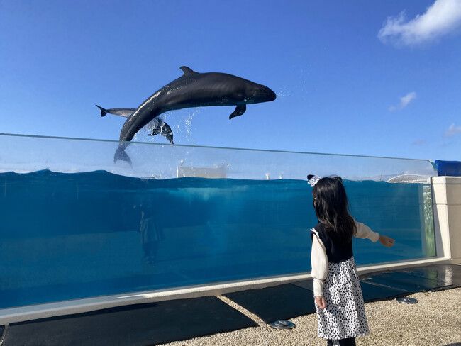 【沖縄美ら海水族館】ミナミバンドウイルカ飼育50周年のフィナーレ！そして未来へ　50th Anniversary - Spring Show -～共につくる 新たな思い出～ | PRTIMESプレスリリース