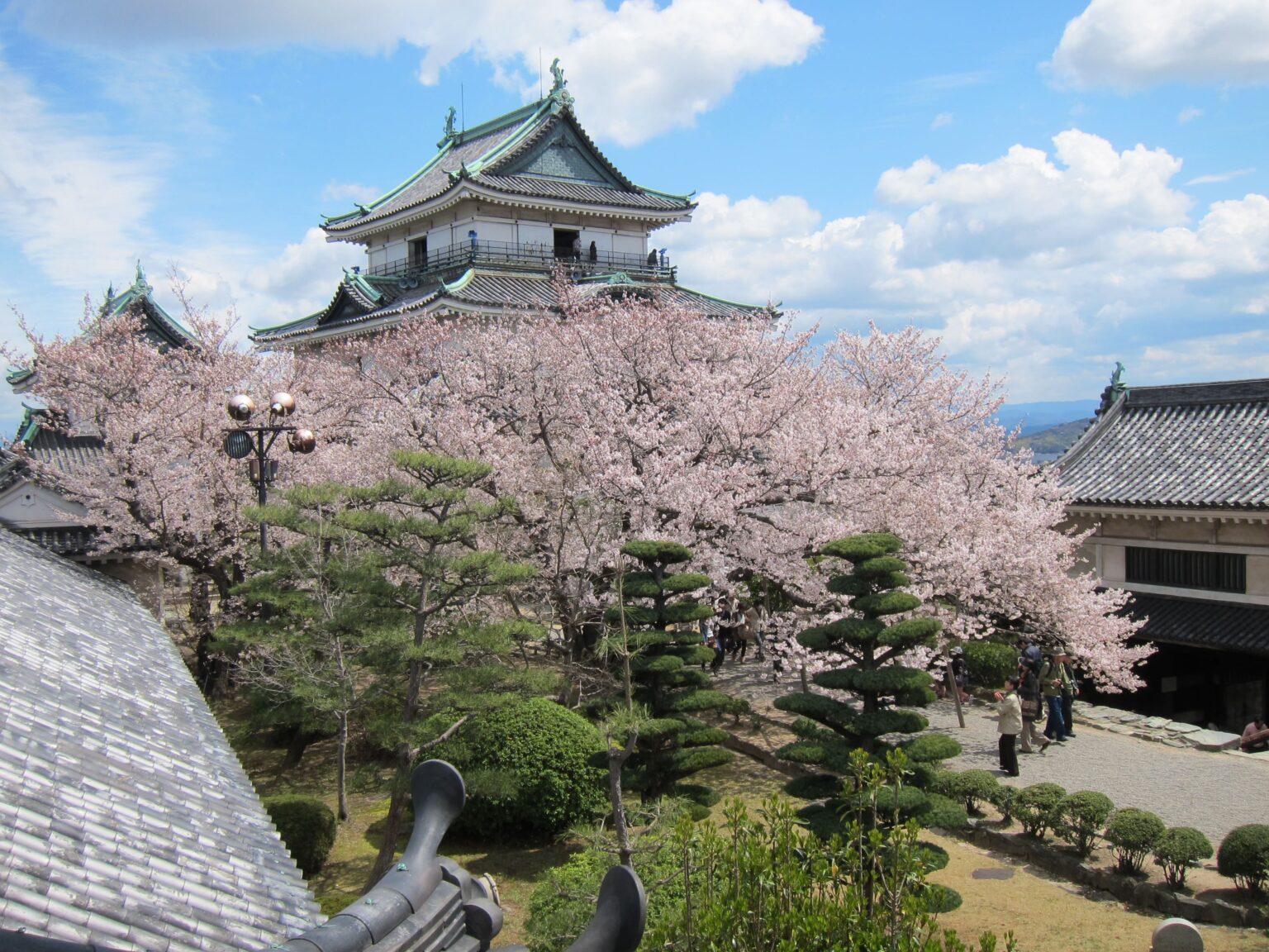 歴史・自然・絶景を楽しむ、和歌山市の春 桜名所5選を一挙紹介!和歌山城では 桜の時期にあわせて“桜バージョン”のライトアップを実施! | 和歌山市役所 観光課 Facebook