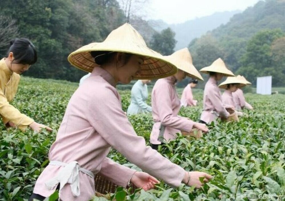 中国杭州の西湖龍井茶 本格的な収穫始まる　写真1枚　国際ニュース：AFPBB News