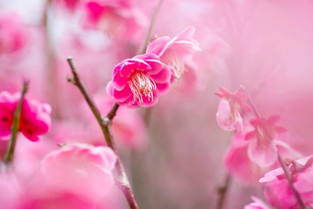 三重県で撮影した迫力満点の「枝垂れ梅」　目を奪われるピンク色の絨毯に「圧巻ですね」「美しすぎる」 | LIMO | くらしとお金の経済メディア