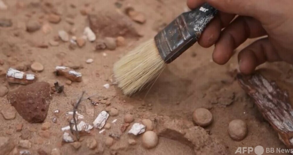 カラスほどの「ミニ恐龍」化石 アルゼンチンのパタゴニアで発見　写真1枚　国際ニュース：AFPBB News