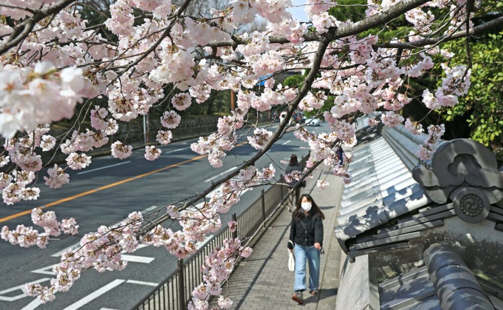 京都市で桜が開花、近畿地方で一番乗り 平年より3日早く観測、満開もかなり早まる見通し？ - 京都新聞デジタル