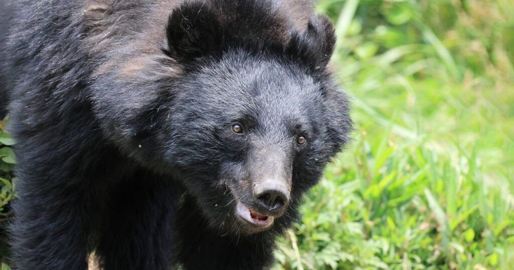 「人を襲ったクマ」を解剖してわかった、胃に「大量に詰まっていたもの」人家に侵入した理由にゾッとする〈2025年度5位〉