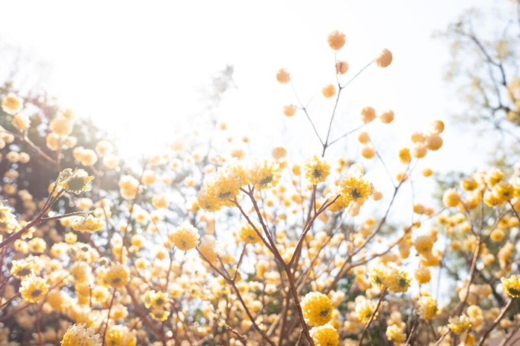 写真 | 群馬県で知る人ぞ知る「春の黄金郷」を撮影 幻想的な光景に「初めて知った」「すごい密度」と驚きの声 | LIMO 写真 | 群馬県で知る人ぞ知る「春の黄金郷」を撮影 幻想的な光景に「初めて知った」「すごい密度」と驚きの声 | LIMO