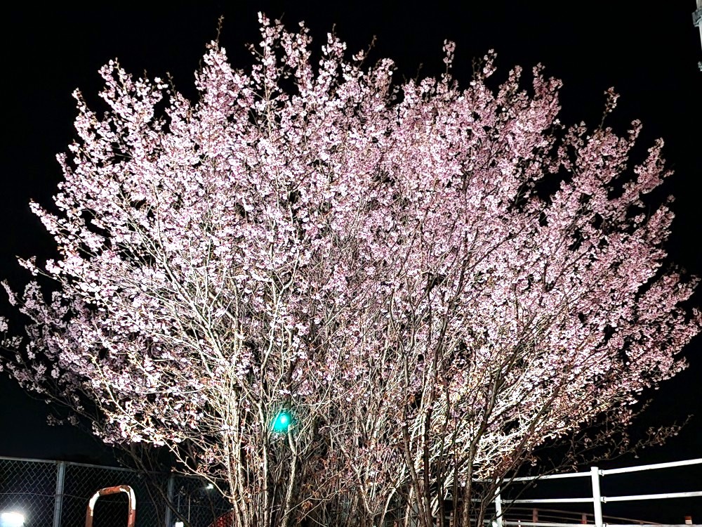 「キョーエイ 三ツ合橋店」横の蜂須賀桜。2026年3月上旬に撮影