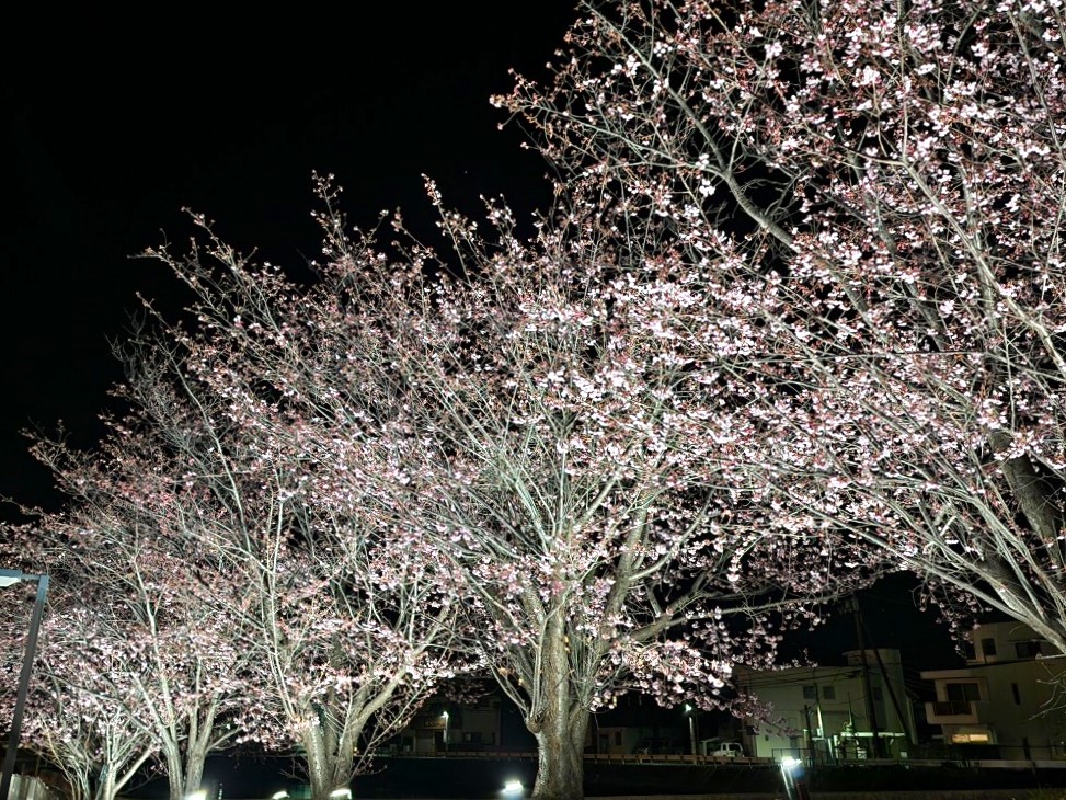 「キョーエイ 三ツ合橋店」横の蜂須賀桜。2026年3月上旬に撮影