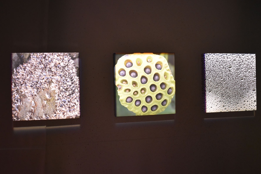 「集合体に対する恐怖心」（恐怖心展大阪）