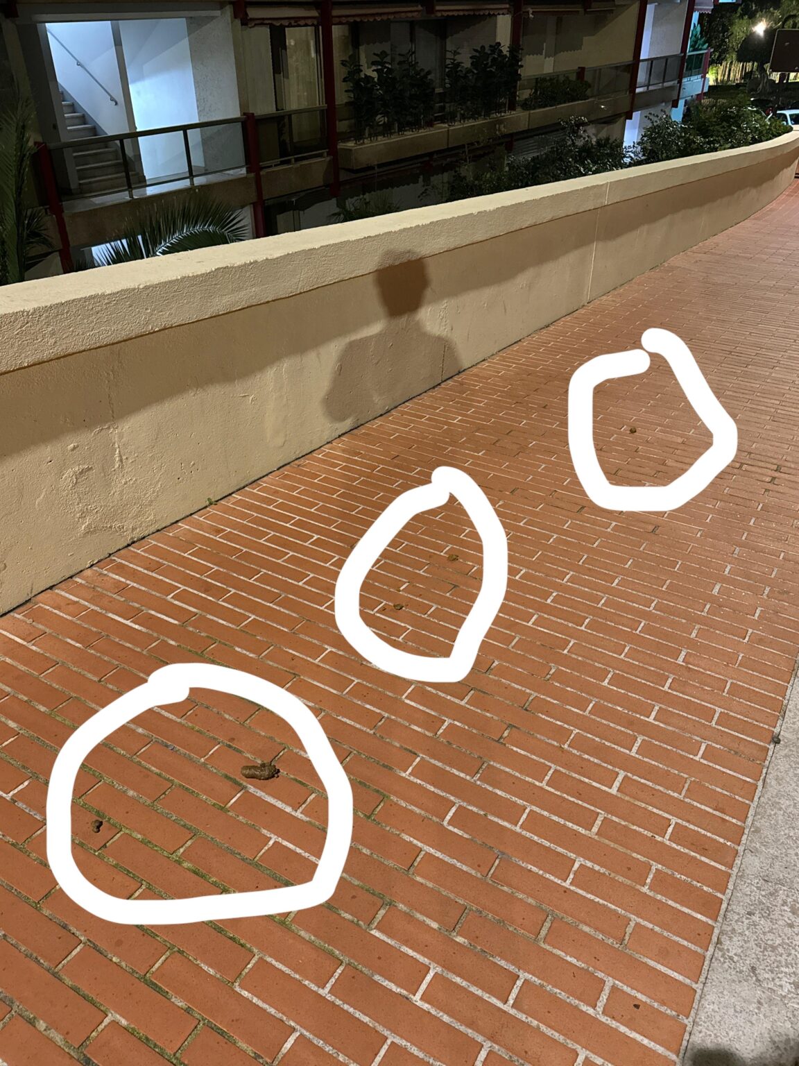 歩道の真ん中です😬