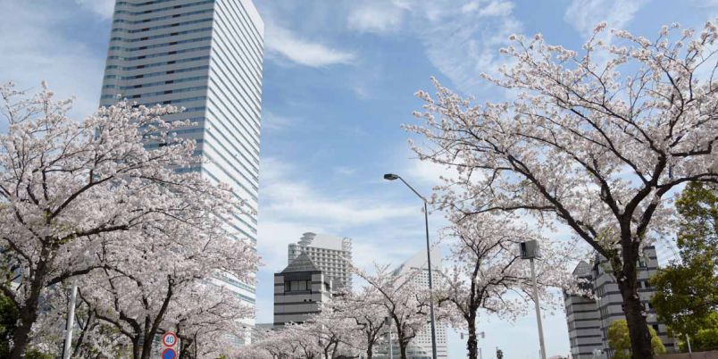 【2026年最新】神奈川県のお花見スポット19選 桜の見頃の時期から鑑賞する穴場・ライトアップが見れる場所までご紹介