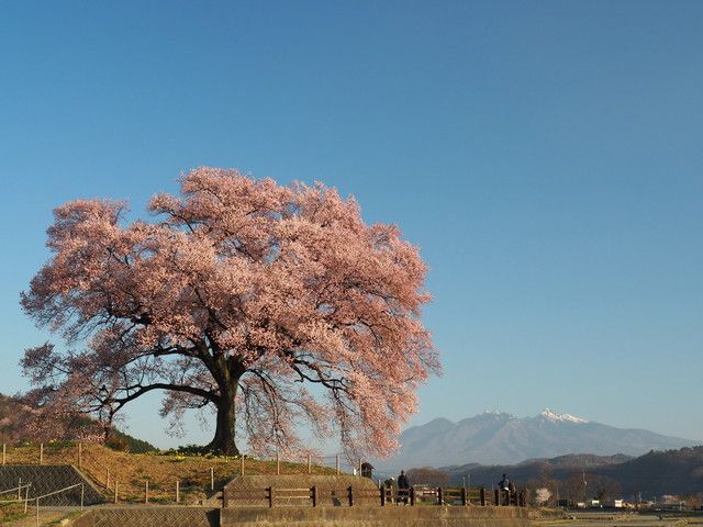 【2026年最新】山梨県のお花見スポット15選 桜の見頃の時期から鑑賞する穴場・ライトアップが見れる場所までご紹介 【2026年最新】山梨県のお花見スポット15選 桜の見頃の時期から鑑賞する穴場・ライトアップが見れる場所までご紹介