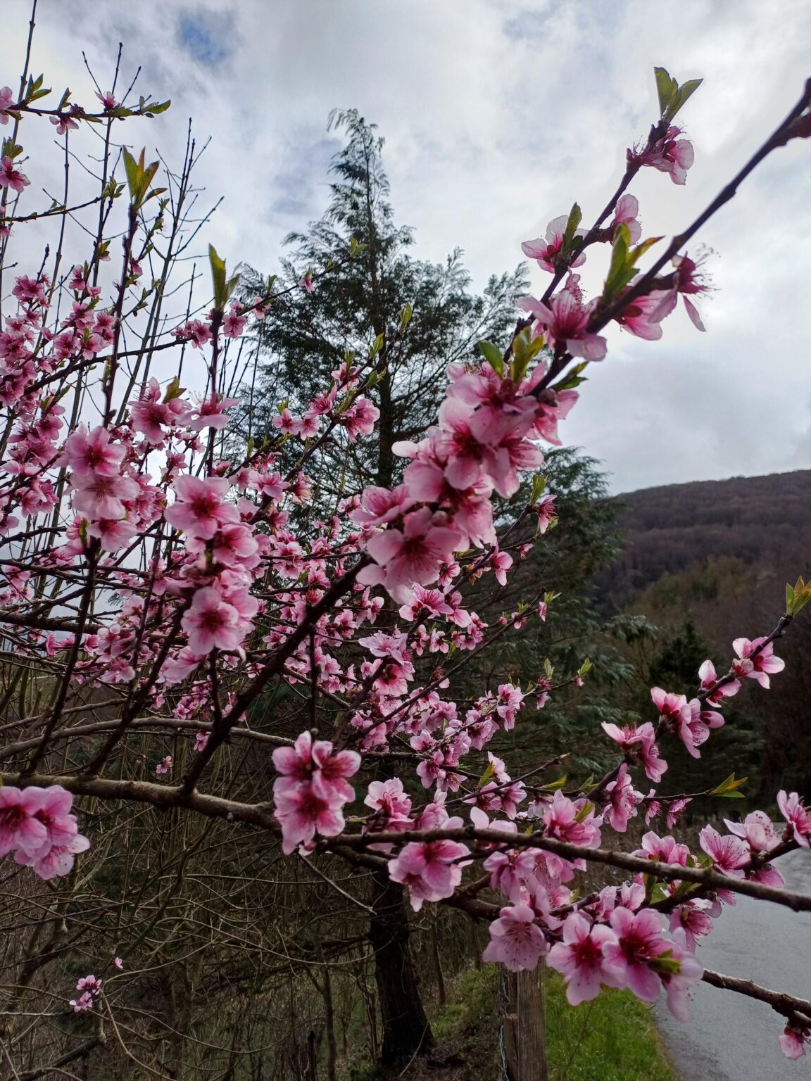 ノエリアさん安らかに眠れ