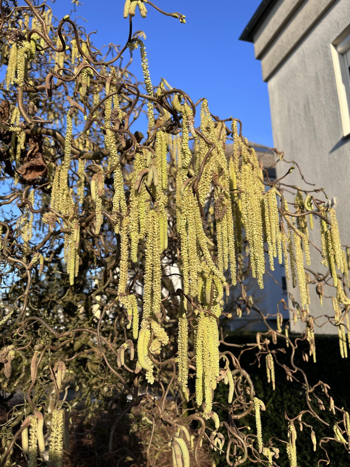 彼らはああああああああ