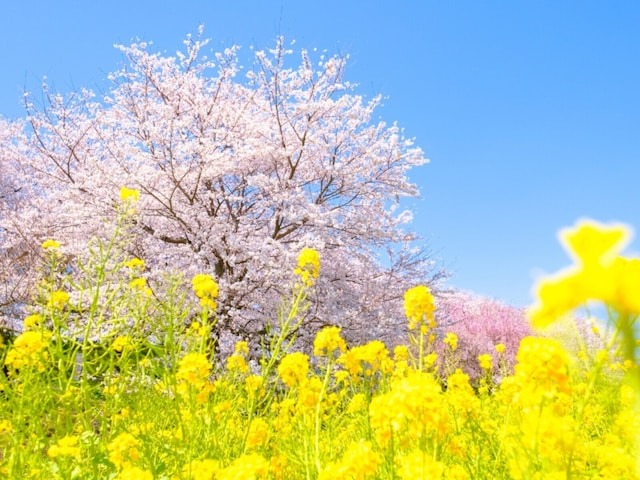 埼玉県の“行ってみたい&好きな桜の名所”TOP10! 2位「県営権現堂公園」を抑えた1位は?【2026年調査】