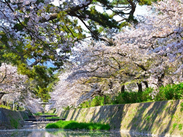 「全国的にも珍しい」兵庫県の“行ってみたい＆好きな桜の名所”TOP10！ 1位に称賛の声【2026年調査】