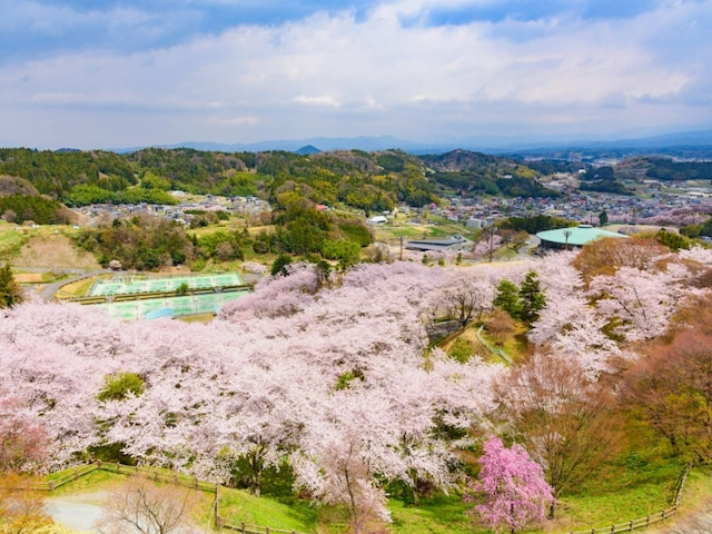 「2.2キロ続く桜のトンネルが壮観」福井県の“行ってみたい＆好きな桜の名所”ランキング1位に反響！【2026年調査】
