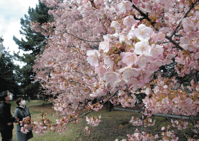 春呼ぶ 河津桜　三菱ケミカル富山で見頃　２２日まで無料開放