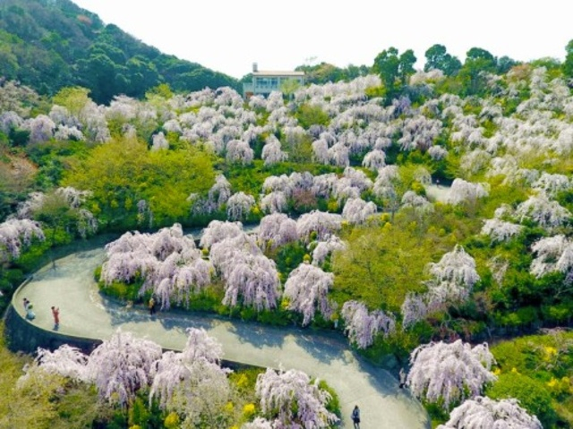 花見山 鳴門　桜まつり