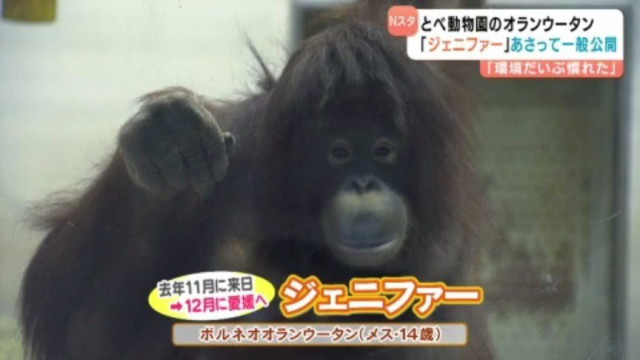 「ちょっとポッチャリさん、とても可愛らしい女の子」 ランウータンのジェニファー いよいよ一般公開へ 愛媛県立とべ動物園