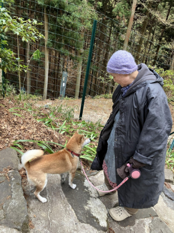 奈良県桜井市　音羽山観音寺後藤住職の花だより - 散歩中にサクラが脱走！?