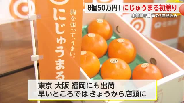 佐賀のブランドかんきつ「にじゅうまる」初競り 昨シーズンと比べ出荷増【佐賀県】