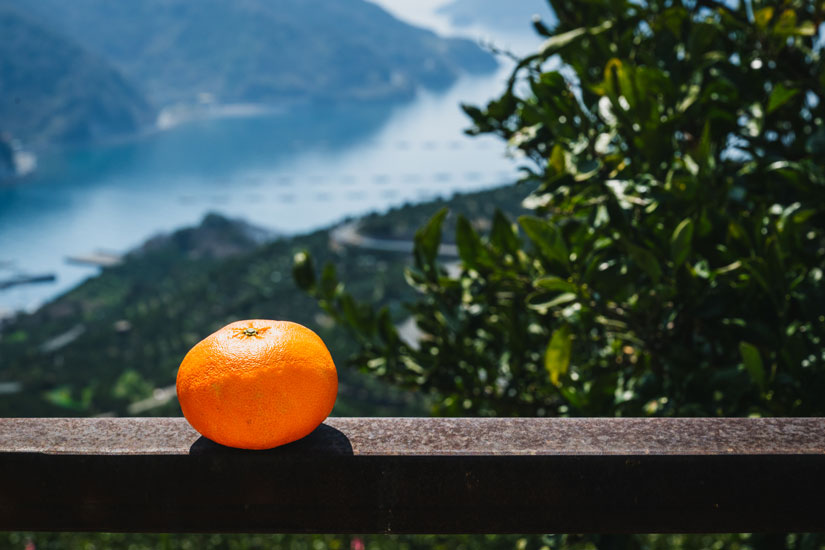 故郷の段々畑を守り、真穴みかんの歴史をつなぐ。「真穴柑橘共同選果部会」/愛媛県八幡浜市 – NIHONMONO 故郷の段々畑を守り、真穴みかんの歴史をつなぐ。「真穴柑橘共同選果部会」/愛媛県八幡浜市 - NIHONMONO