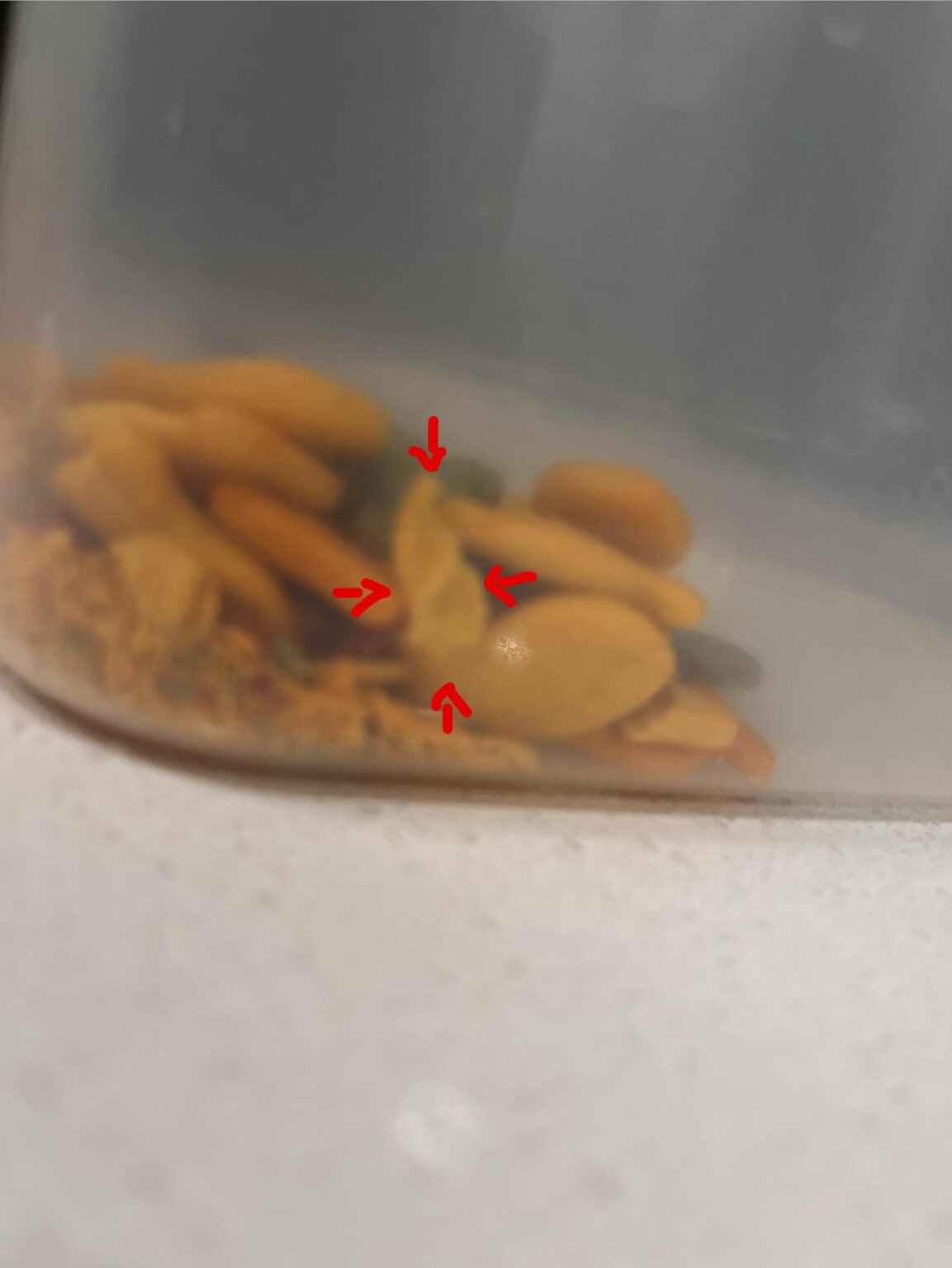 リヒテンシュタイン公国の金魚の形をしたクラム