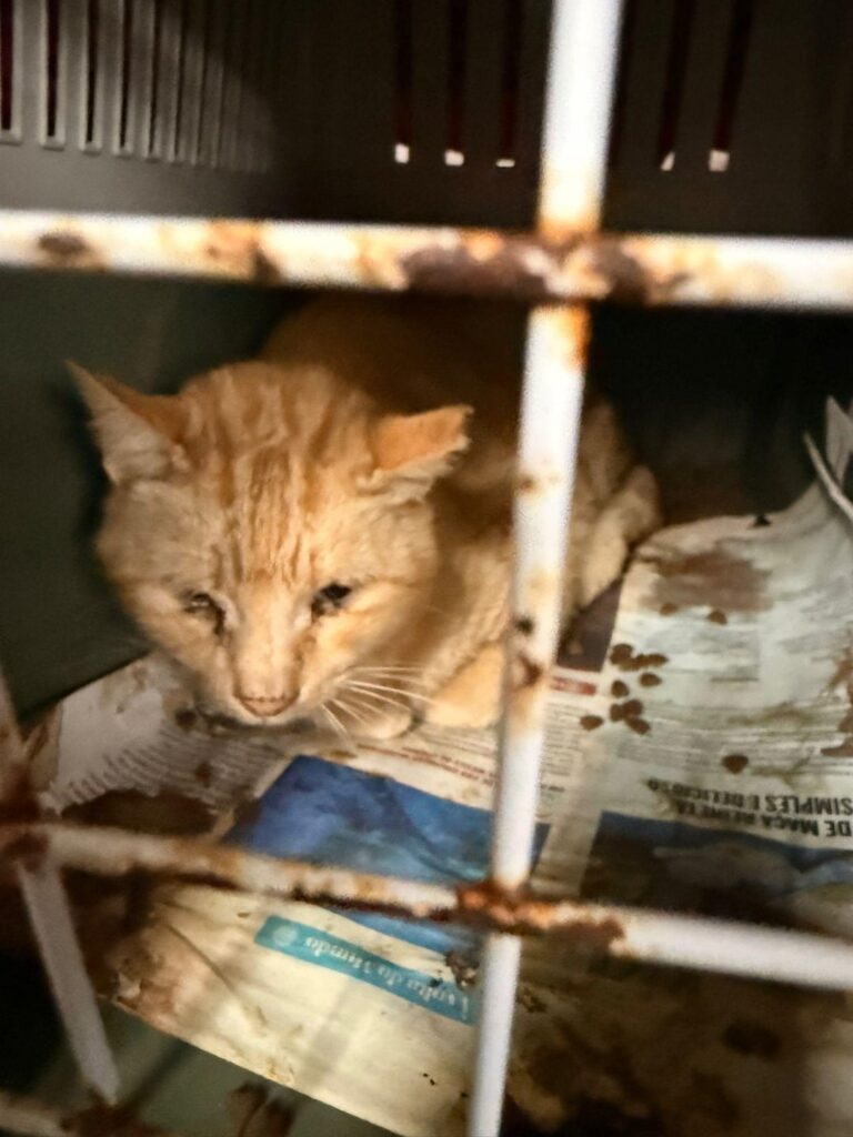 [URGENTE - 7 DIAS] オリちゃんは10歳で、上の歯はもう抜けていて、ゴミ箱から救出されました。 7日以内にFAT/Adoptionを取得できない場合は、ストリートに戻ります。 💔