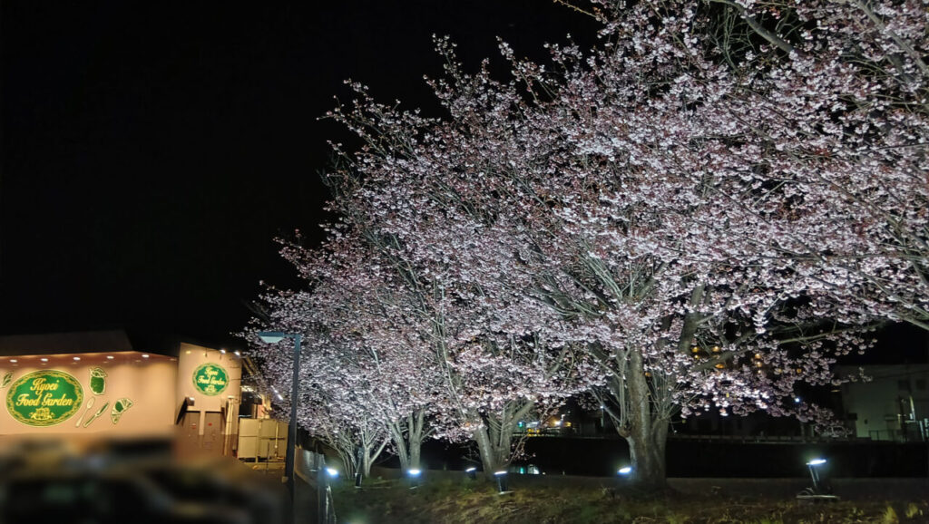 「キョーエイ 三ツ合橋店」横で咲き誇る蜂須賀桜。画像提供：「みみっちいmanji」様