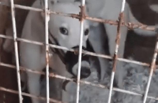 トラック上の死傷者：アイルランドのグレイハウンド産業は苦しみの上に成り立っている