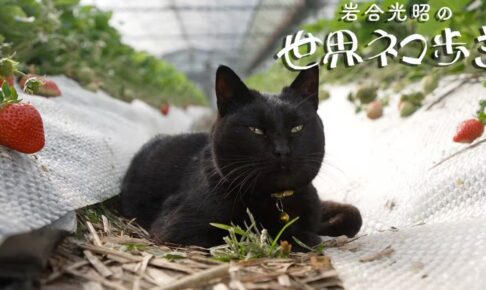 『岩合光昭の世界ネコ歩き』福岡・久留米や筑後、八女、みやま、柳川を放送！