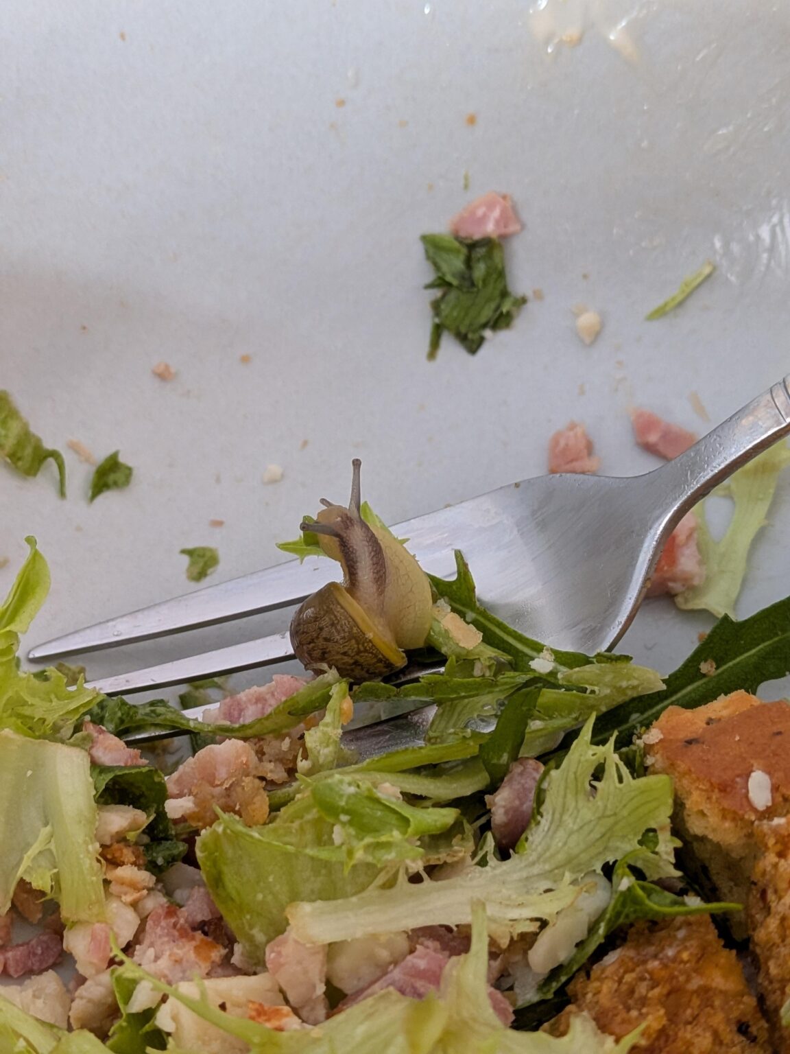 サラダを食べたのは私のせいです