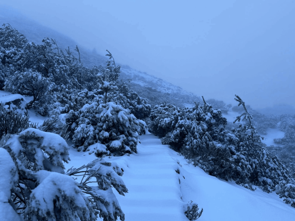 今夜マデイラ島に降った雪の写真