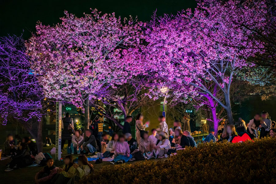 扇町公園で開催される「扇町桜まつり」の夜桜ライトアップのイメージ