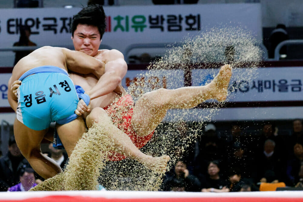 Traditional Korean wrestling fights for survival | Study Focus Traditional Korean wrestling fights for survival