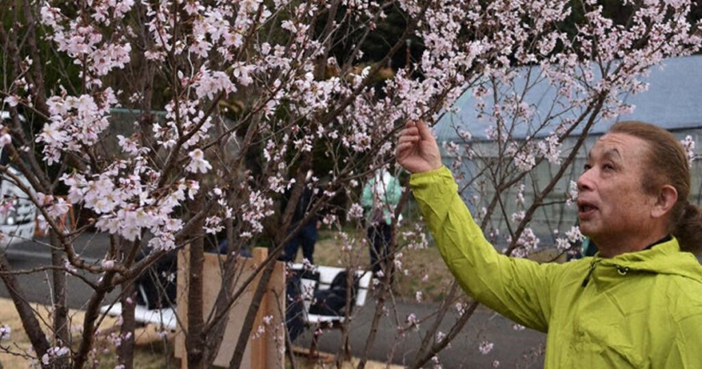 川崎生まれの新種の桜「吉兆」 出願から10年、国が登録 市に寄贈
