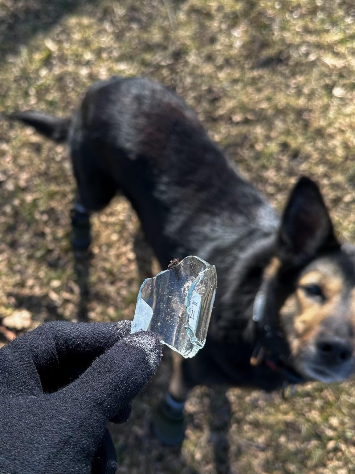 なぜ犬が長靴を履くのかと尋ねる人は、獣医の診察にどれくらいの費用がかかるかを理解していません。