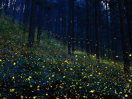 鳥取県日南町 福万来ホタル乃国