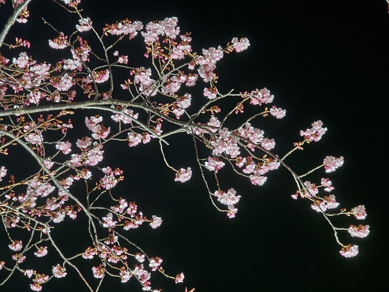 ライトアップされた桜