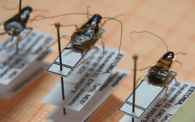 バルト三国ではこれまで発見されていなかったゴキブリの一種がタルトゥで発見された