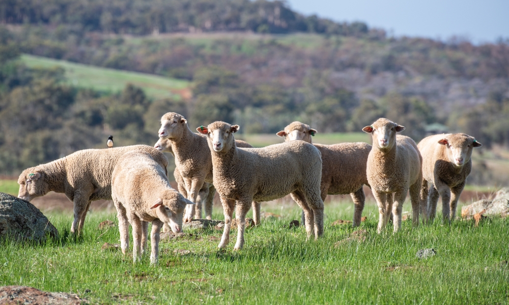 【オーストラリア】リジェネラティブ農業で羊農場の生産性・排出削減に改善余地。収益性両立は条件次第 | Sustainable Japan