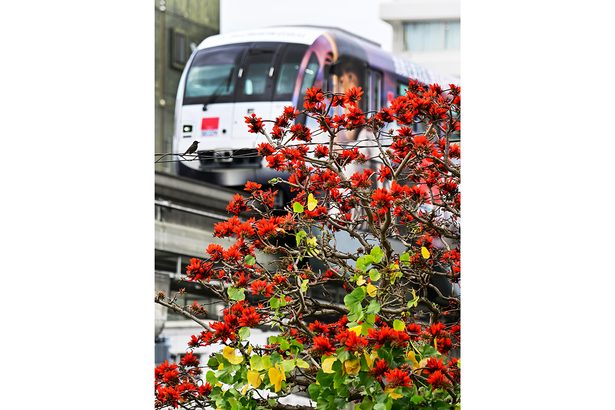 うりずんの深紅 デイゴ咲く 沖縄・那覇