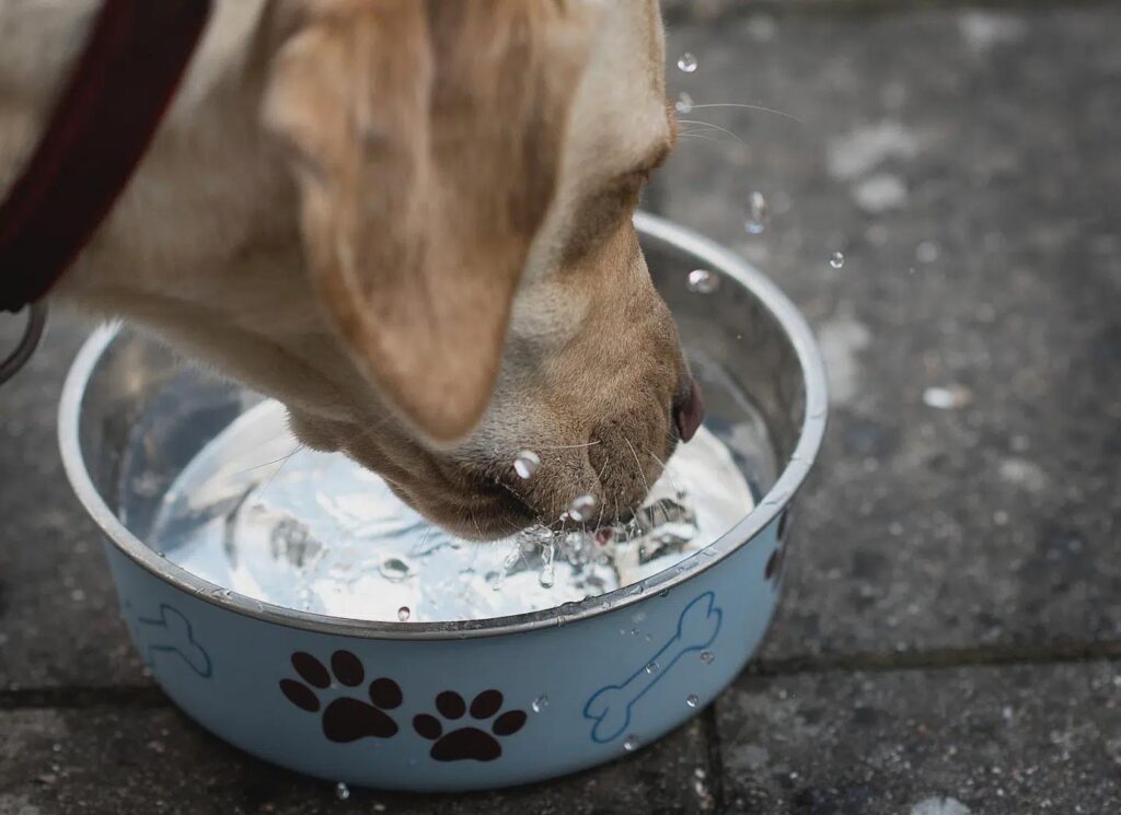 私は市民派で常に青に投票してきましたが、今回の件は火曜日に赤に投票することを意味します。他国がデンマークの食品を安く買えるようにするために、なぜ私たちは飲料水に殺虫剤や硝酸塩が含まれているだけでなく、死んだ水のような環境に置かれなければならないのでしょうか？