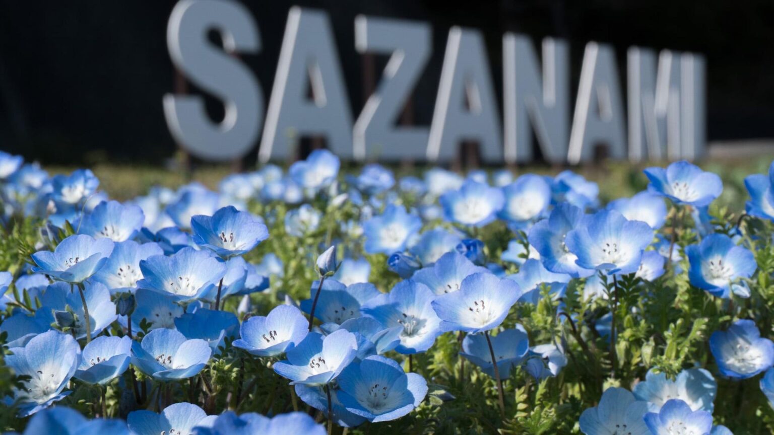 【竹原市】TAKEHARA SAZANAMI PARKにネモフィラが満開!29日(日)はカレー販売も(門田聖子) – エキスパート 【竹原市】TAKEHARA SAZANAMI PARKにネモフィラが満開!29日(日)はカレー販売も(門田聖子) - エキスパート