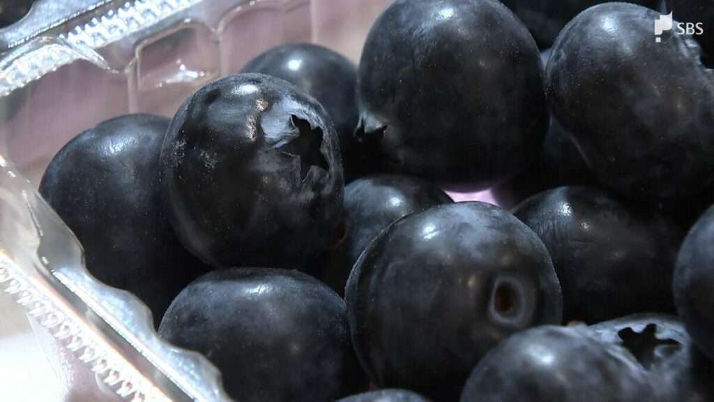 「大玉でパリッとした食感」ブルーベリーの一大産地で目ぞろえ会 年間約70トンの出荷見込む＝浜松市浜名区