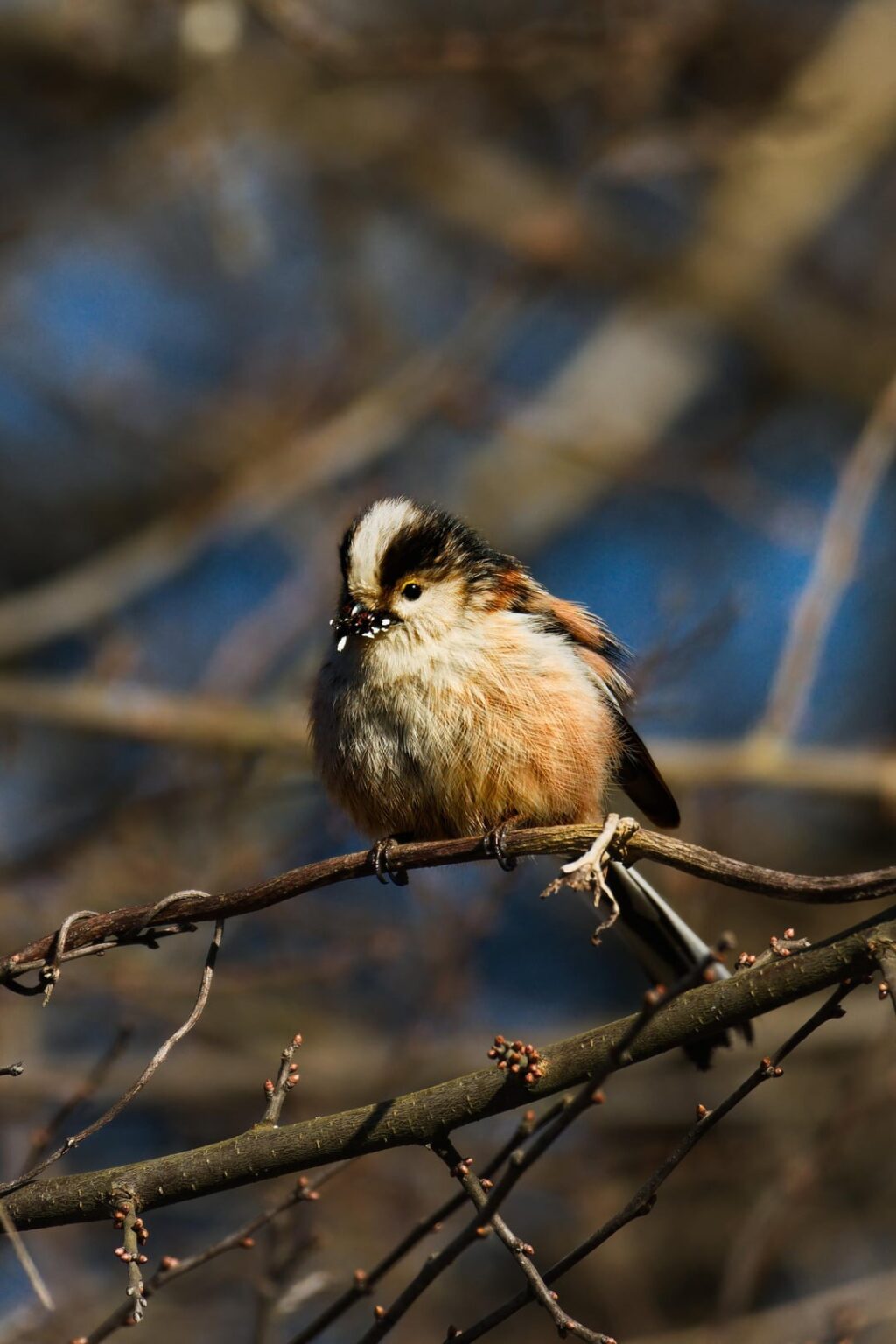 猫の次は鳥の写真です