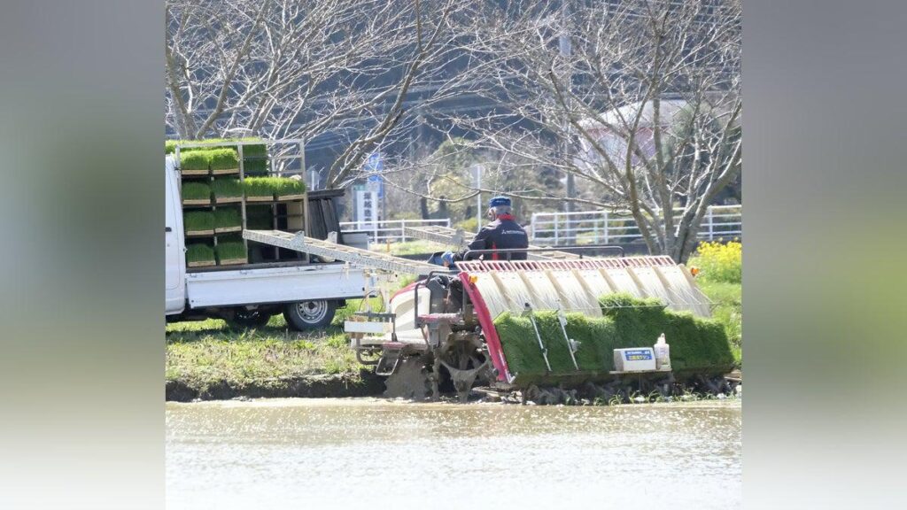 超早場米「五百川」早くも田植え、７月２０日前後に収穫予定…千葉・いすみ