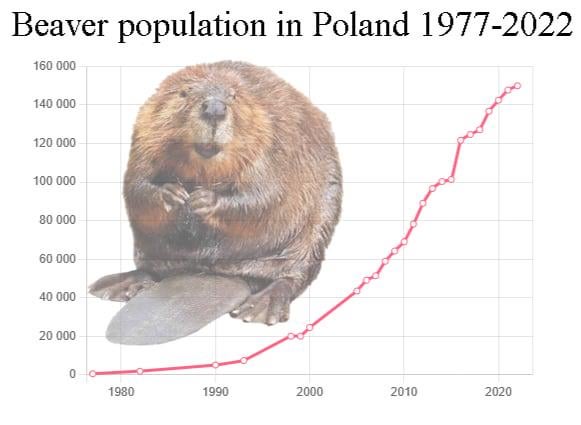 ボーブル・クルワ - ここ数十年でポーランドのビーバーの個体数が爆発的に増加