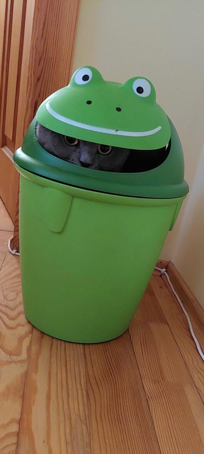 これより良いペットの写真はありますか?