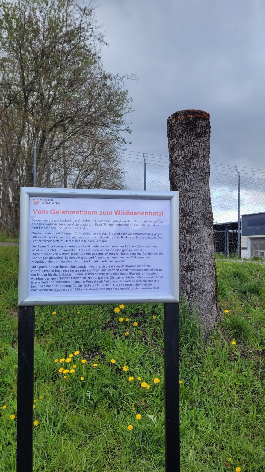 かわいいですね、リュムランク！